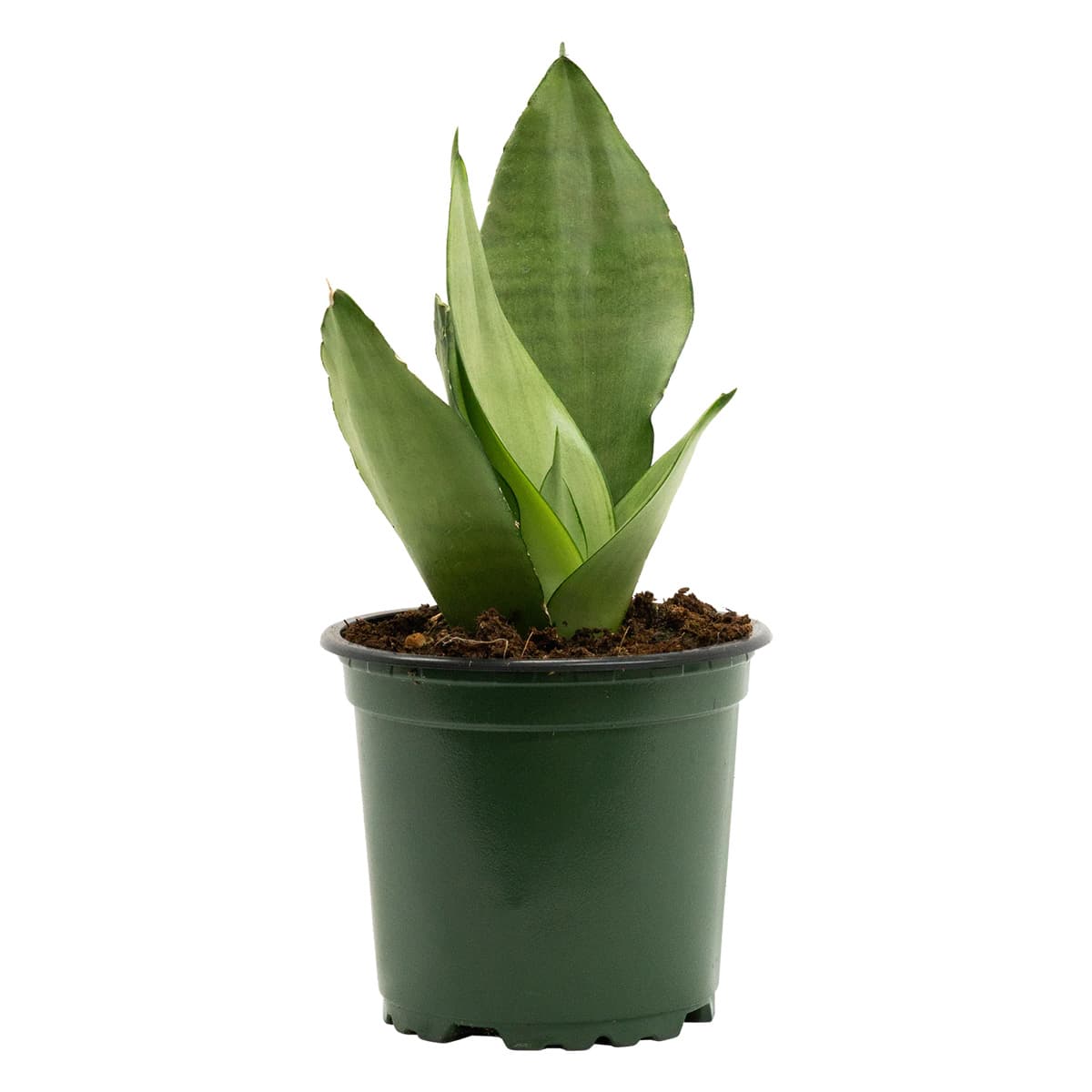 SANSEVIERIA – Image 2