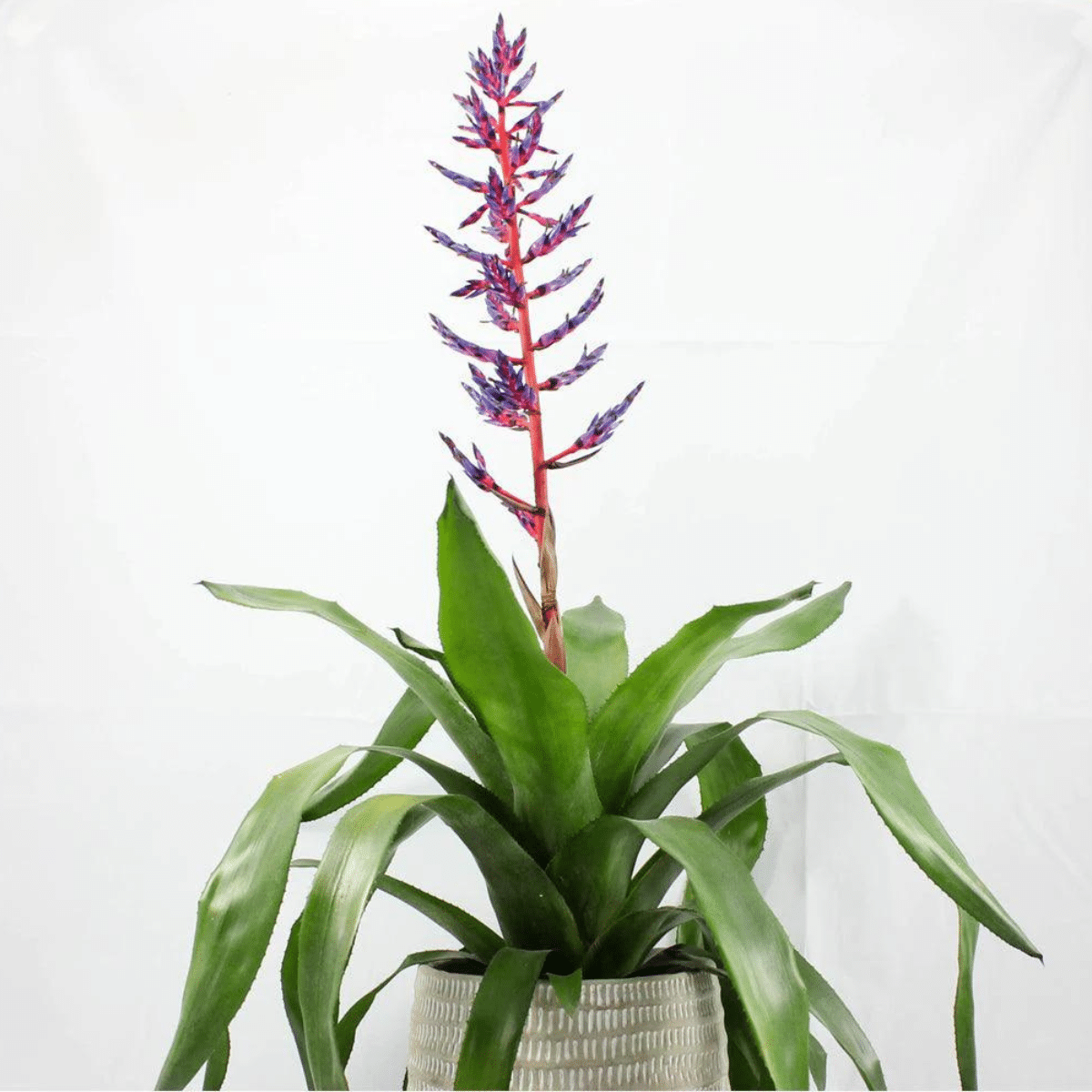 AECHMEA – Image 2