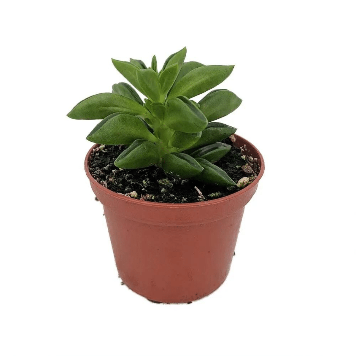 PEPEROMIA – Image 2