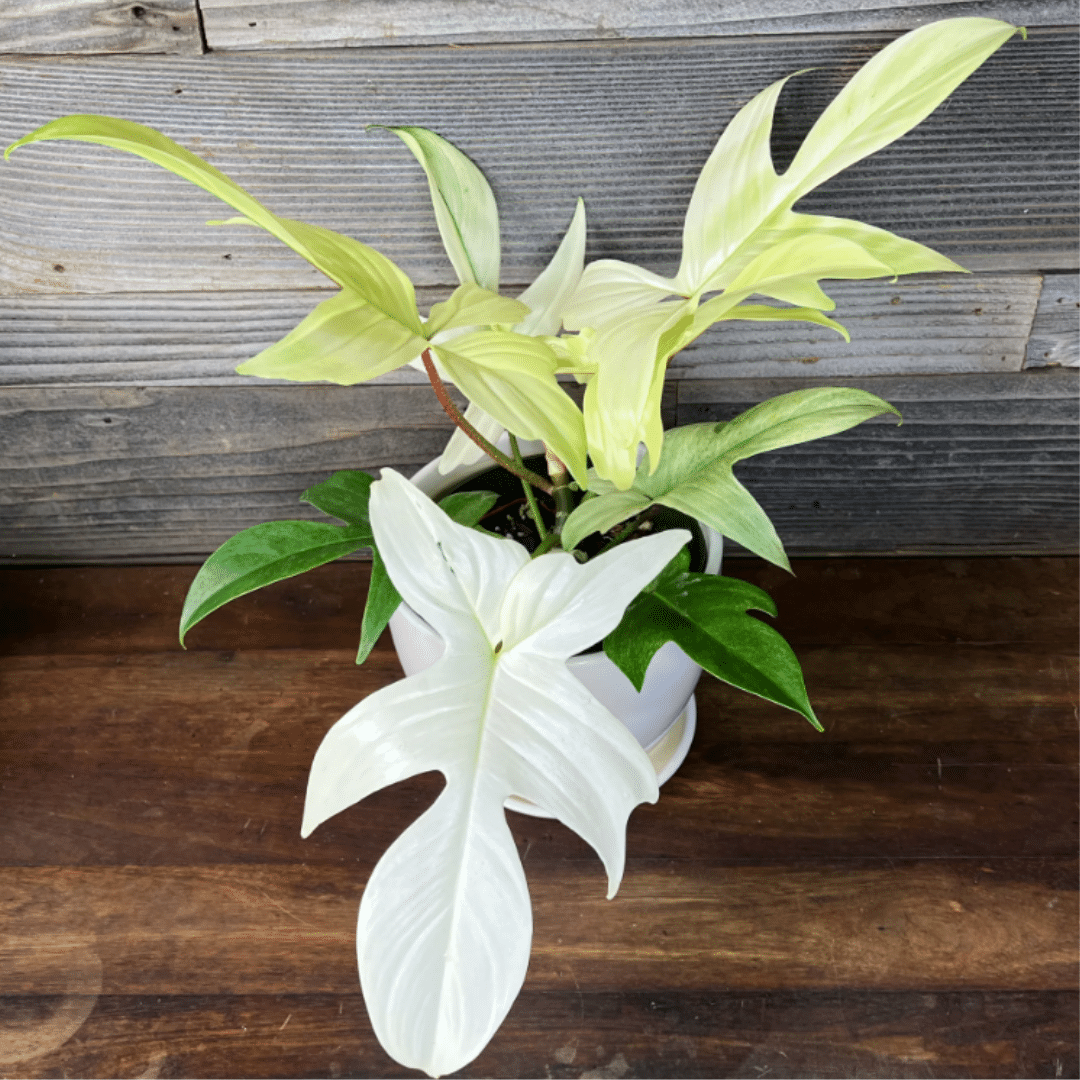 PHILODENDRON À PORT ÉRIGÉ – Image 2