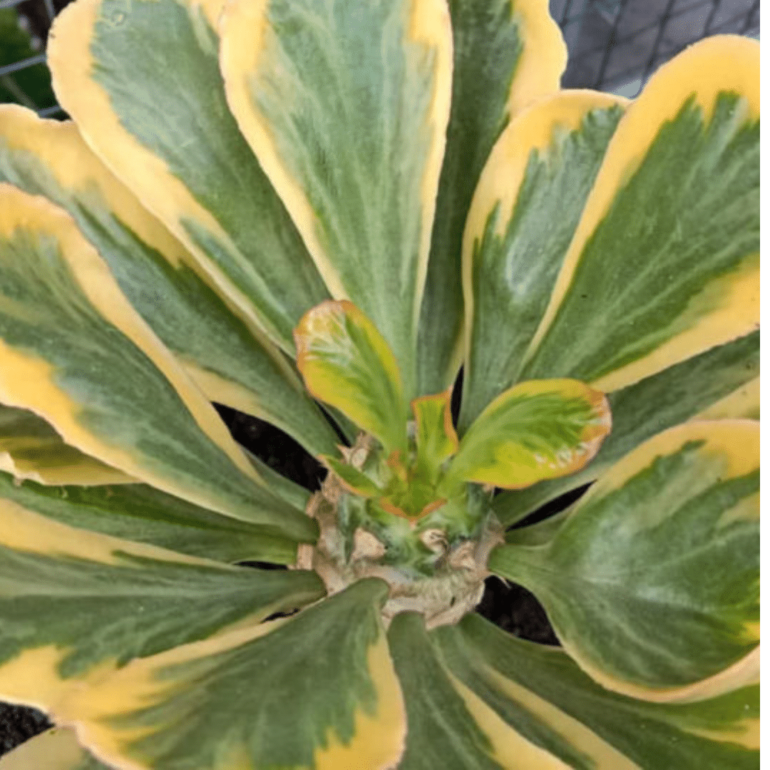 PLANTE SUCCULENTE – Image 2