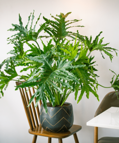 PHILODENDRON À PORT ÉRIGÉ