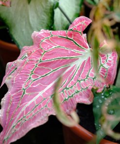 CALADIUM