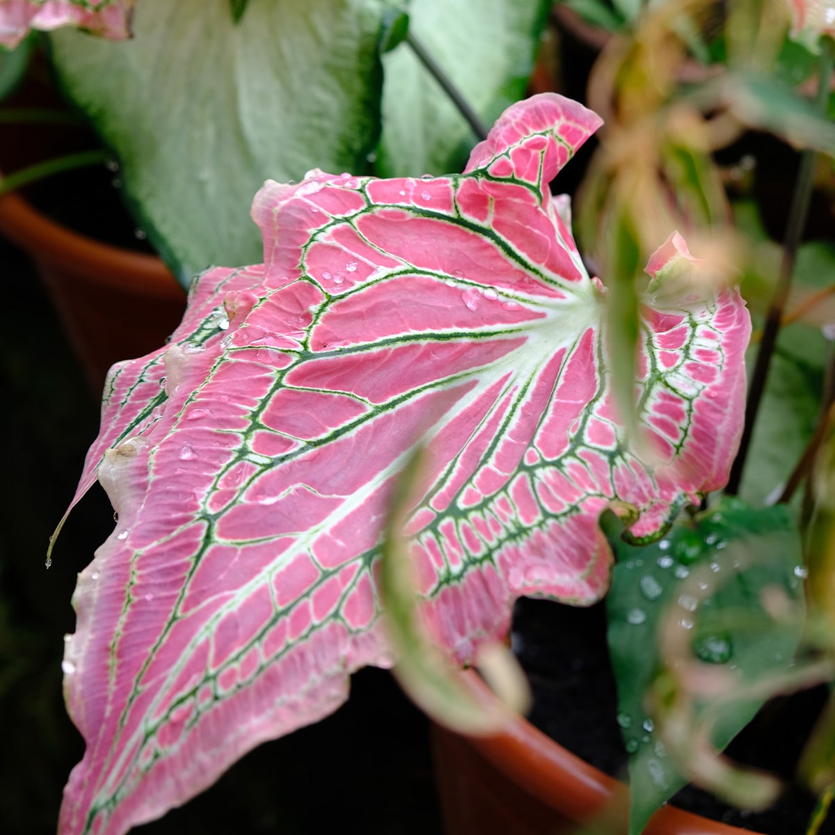 CALADIUM – Image 3