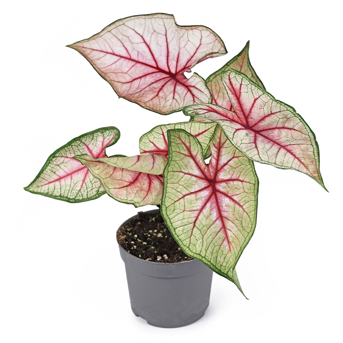 CALADIUM – Image 2