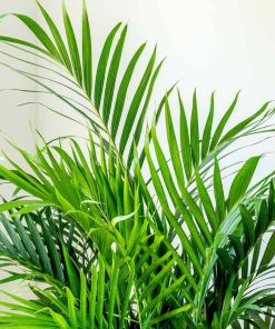 CHAMAEDOREA CATARACTARUM