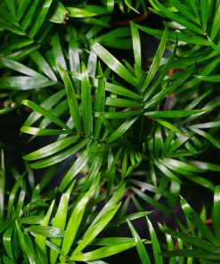 CHAMAEDOREA SEIFRIZII BAMBOU