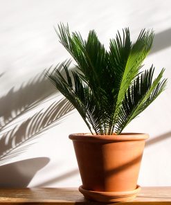CYCAS REVOLUTA