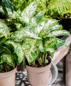 DIEFFENBACHIA
