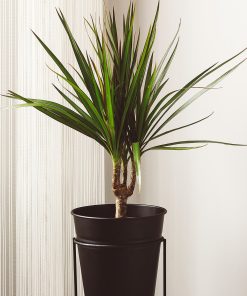 DRACAENA MARGINATA