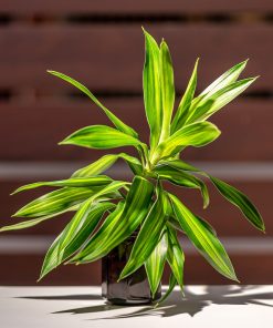 DRACAENA