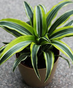 DRACAENA FRAGRANS