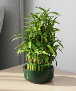 LUCKY BAMBOO