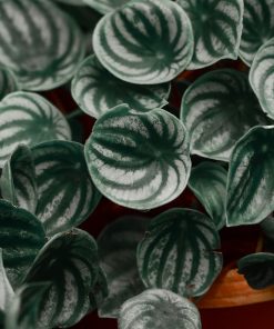 PEPEROMIA