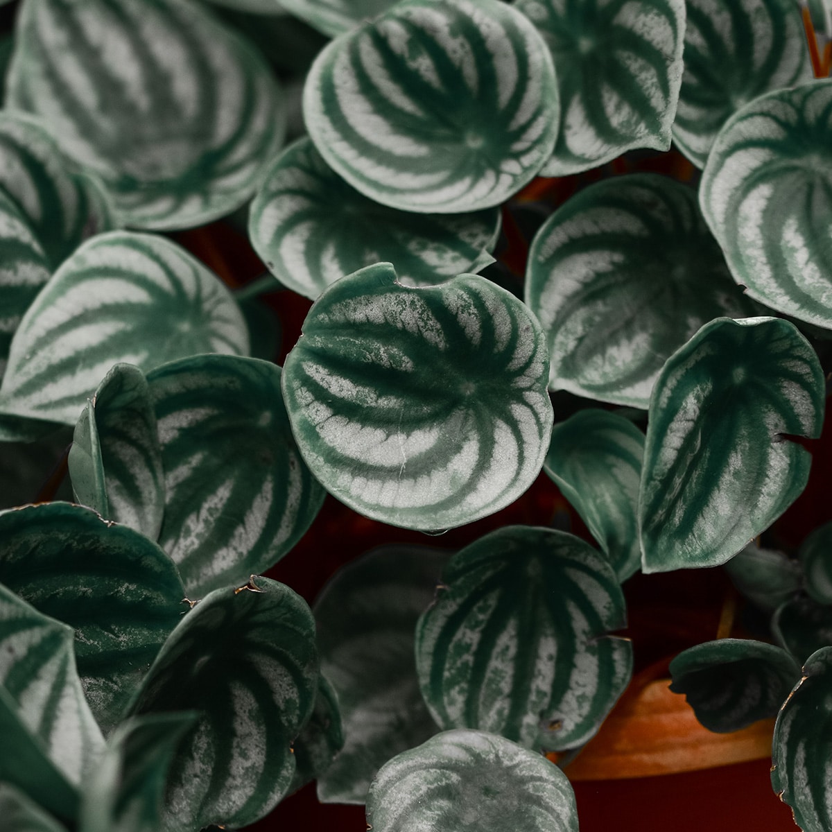 PEPEROMIA – Image 3