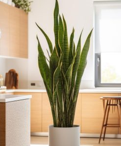SANSEVIERIA