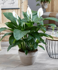 SPATHIPHYLLUM