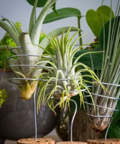TILLANDSIA
