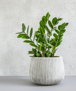 ZAMIOCULCAS ZAMIIFOLIA