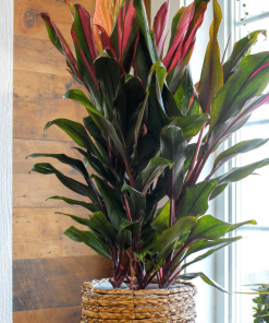 CORDYLINE