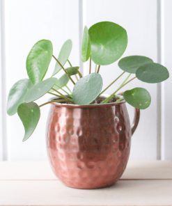 PILEA
