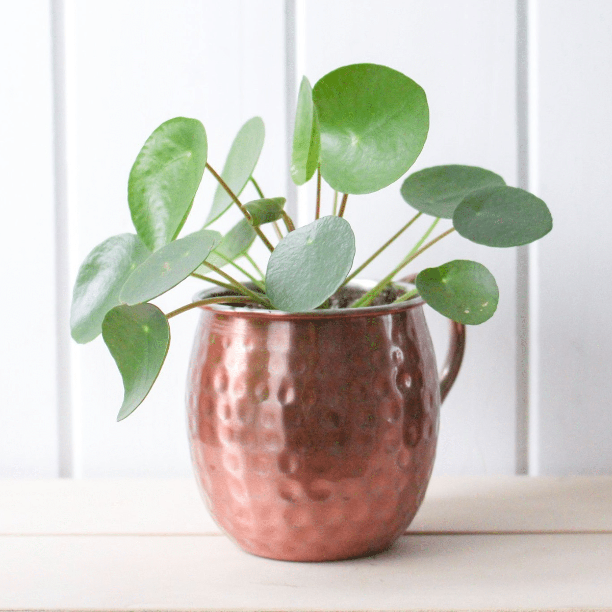 PILEA