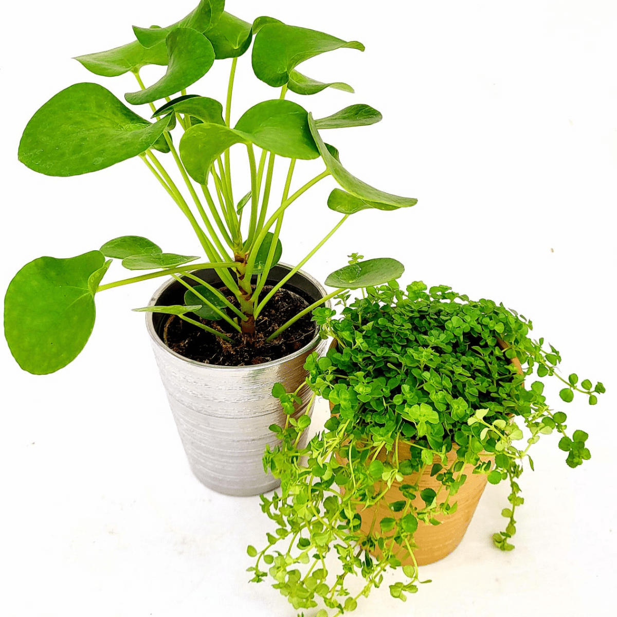 PILEA – Image 3