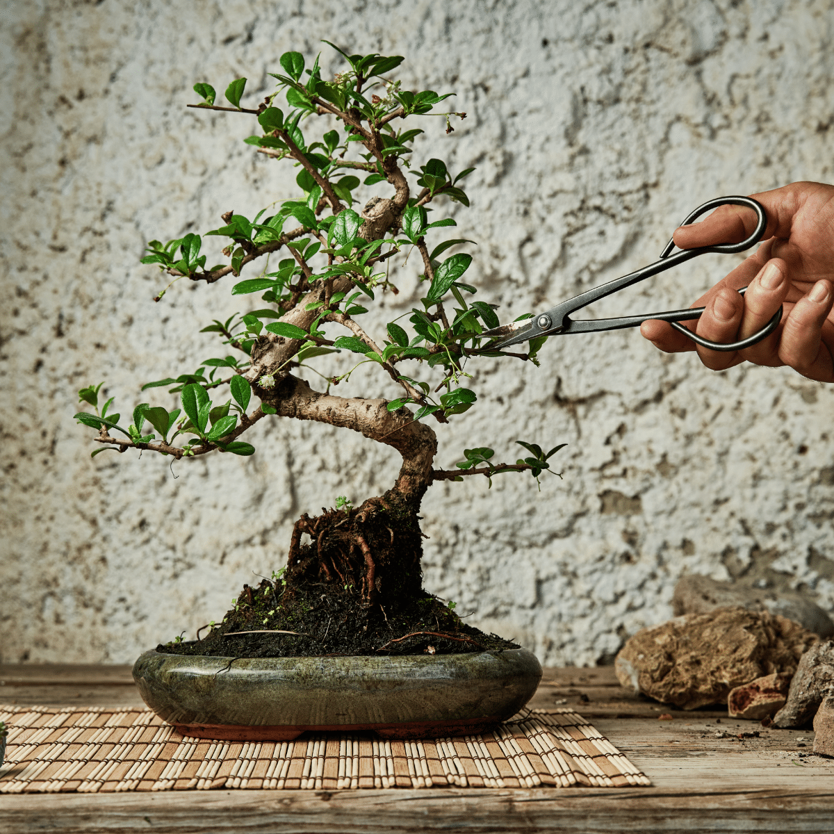 BONSAI – Image 3