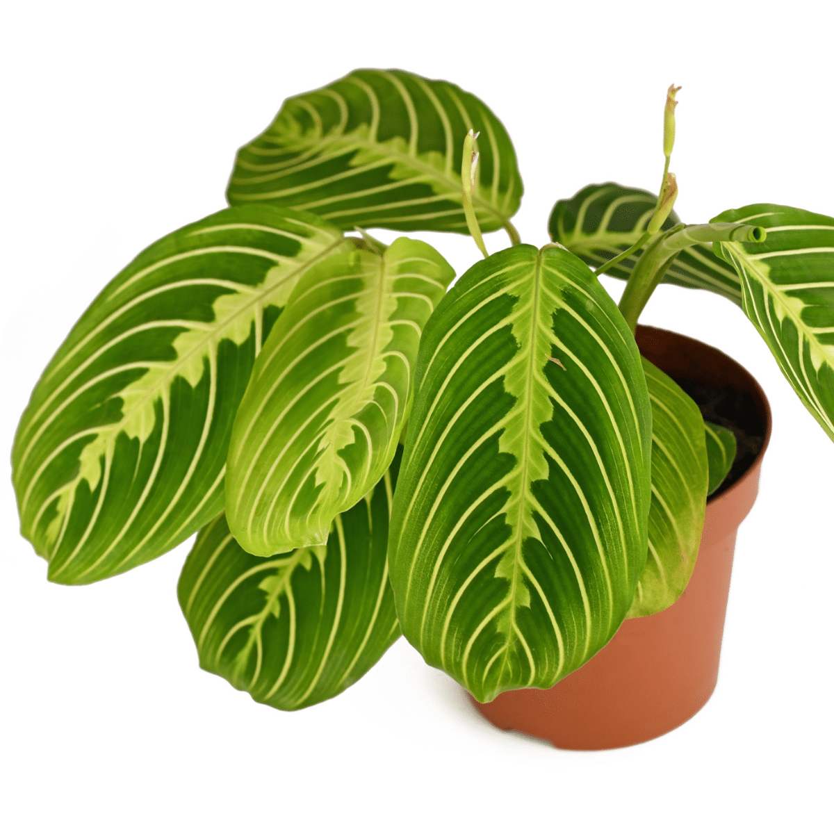 MARANTA – Image 2