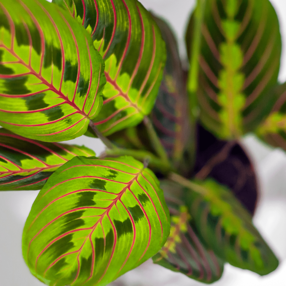 MARANTA – Image 3