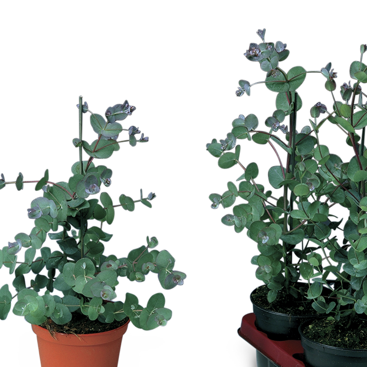 EUCALYPTUS – Image 2