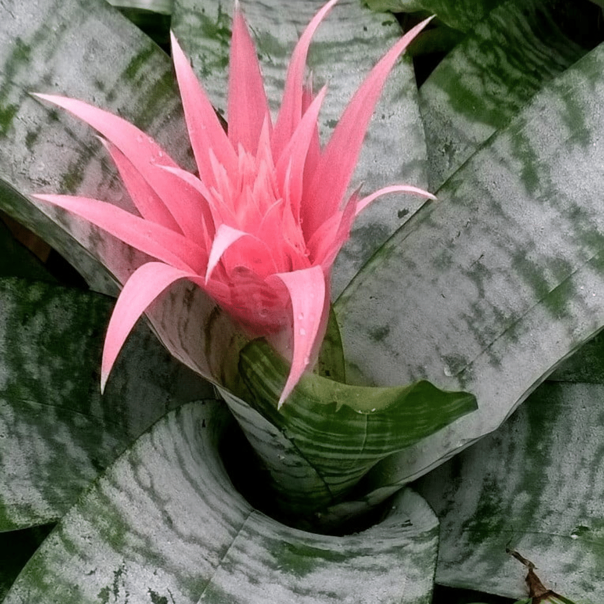 AECHMEA – Image 4