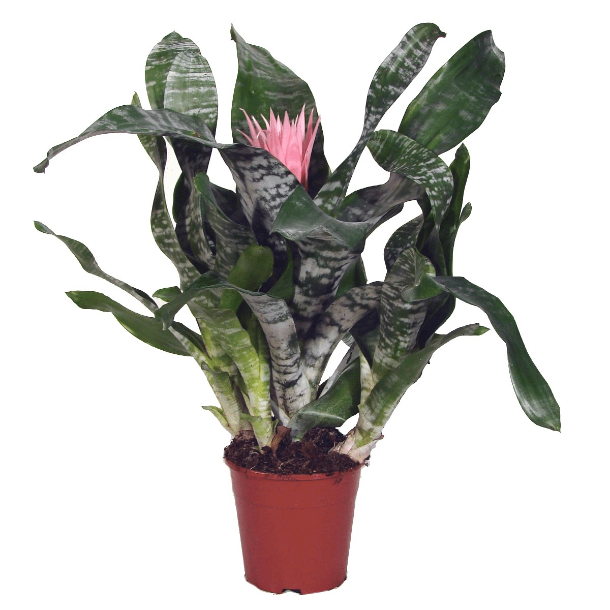 AECHMEA – Image 3