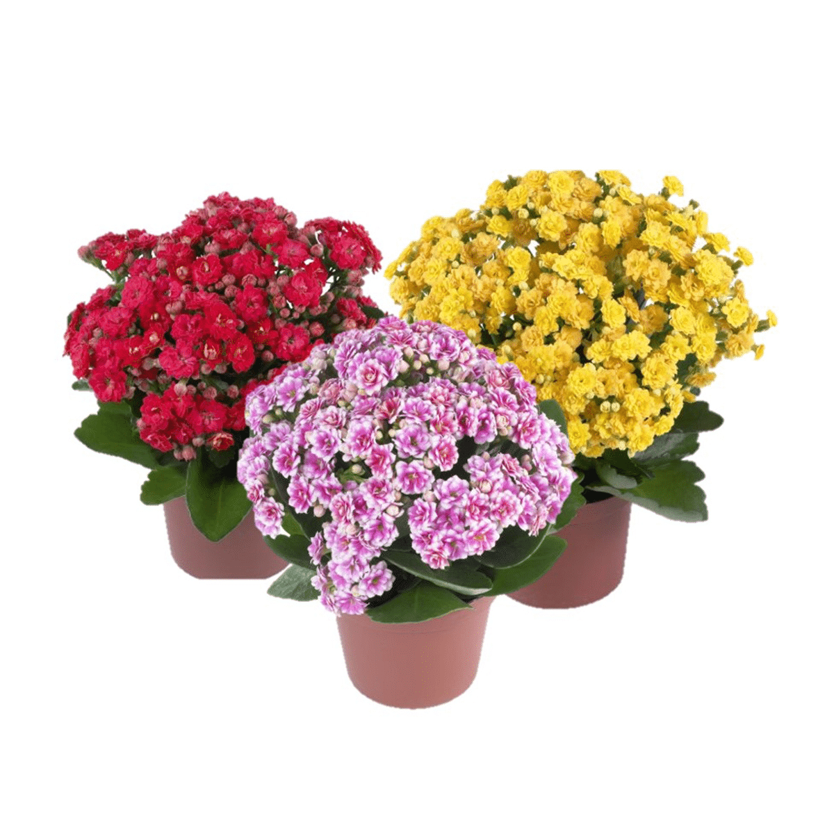 CALANDIVA – Image 2