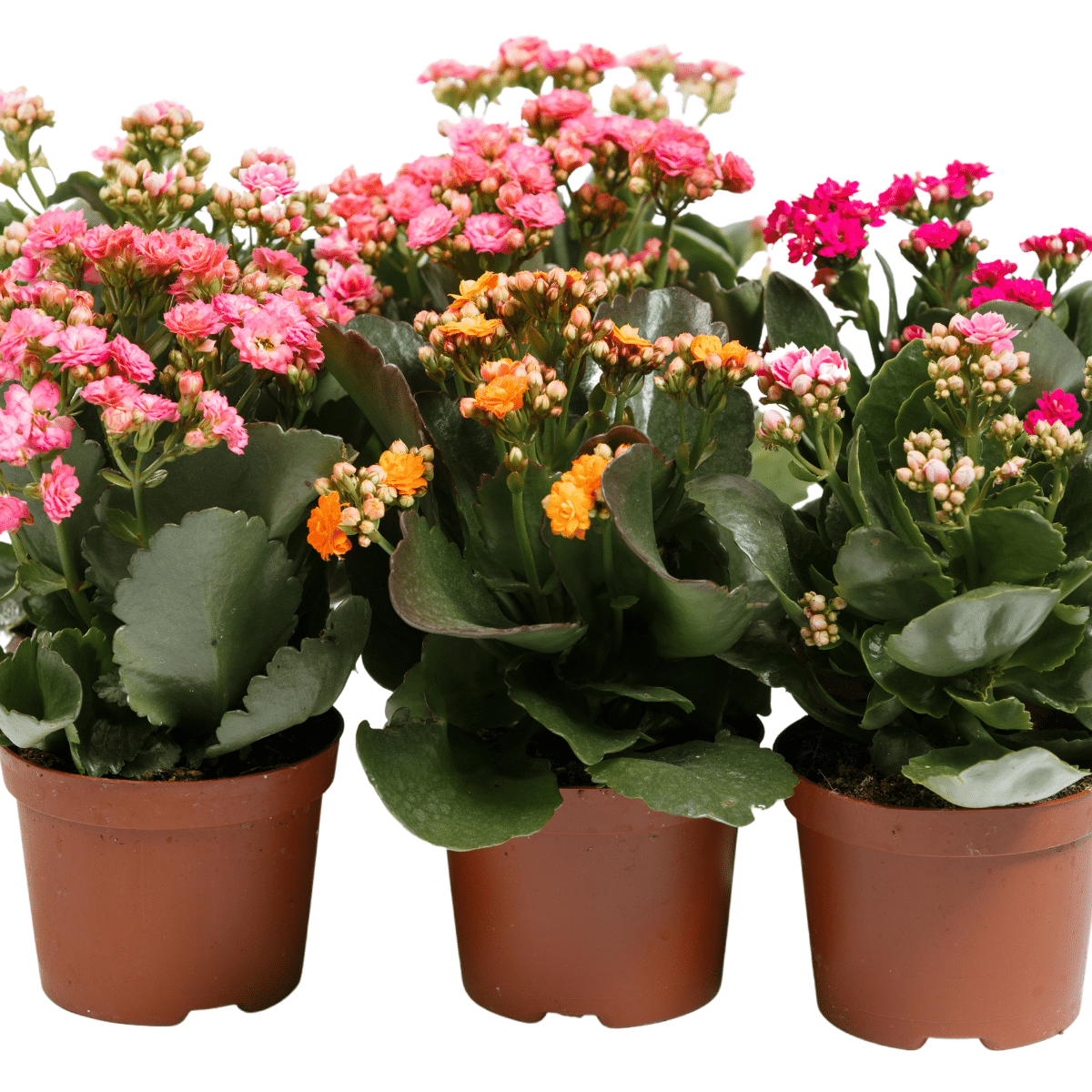 CALANDIVA – Image 3