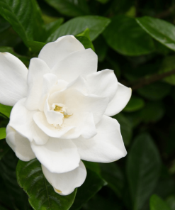GARDENIA