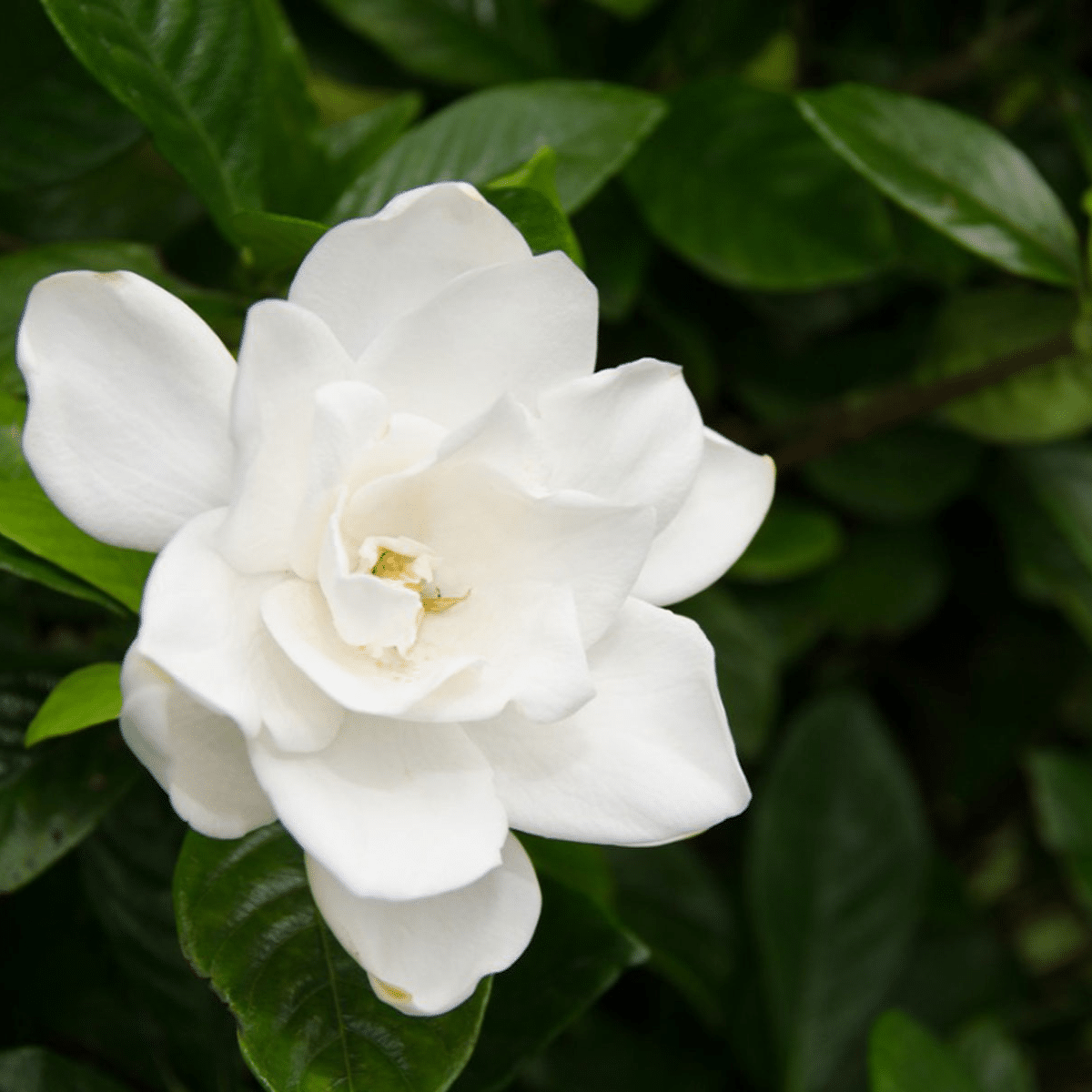 GARDENIA