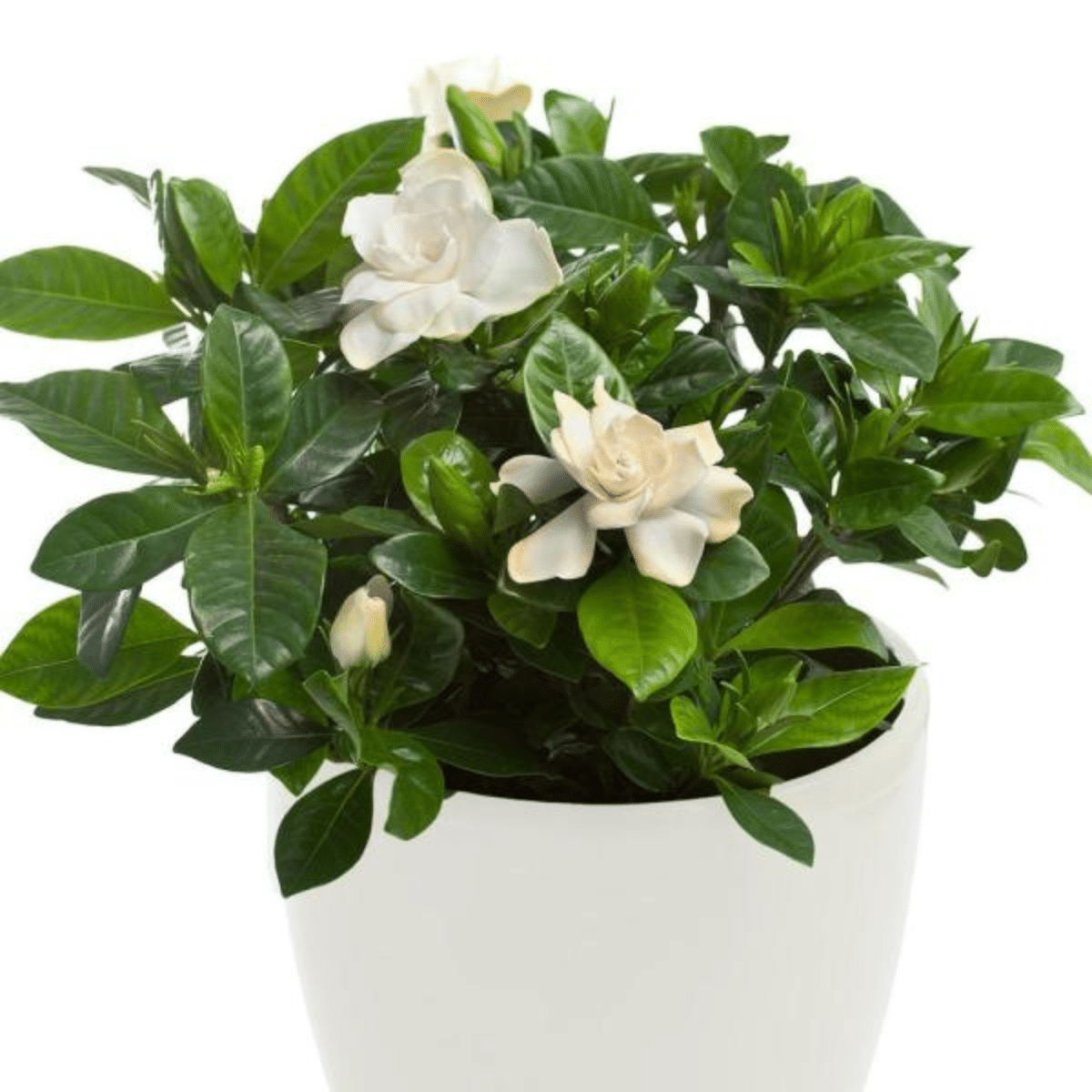 GARDENIA – Image 3