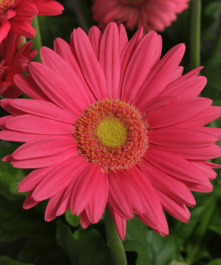 GERBERA
