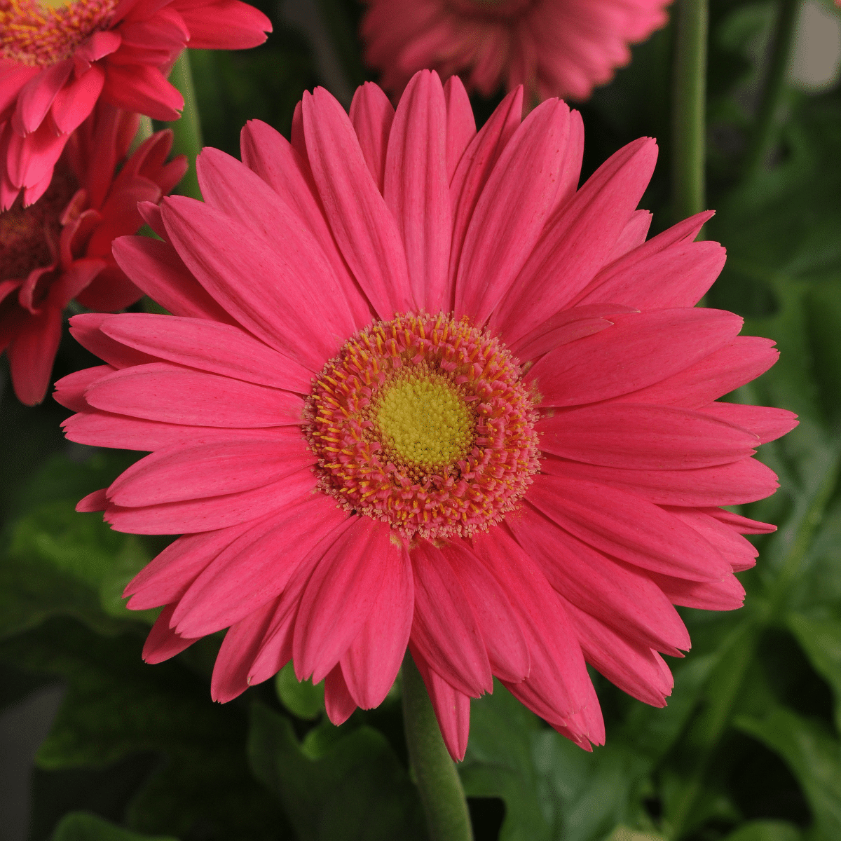 GERBERA – Image 4