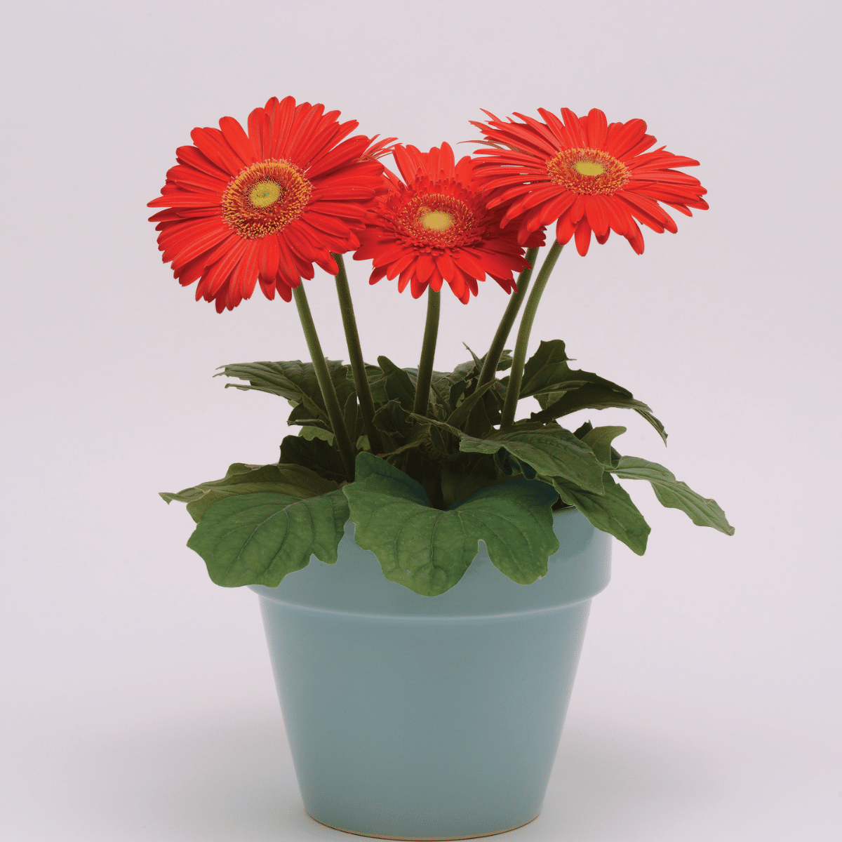 GERBERA – Image 2