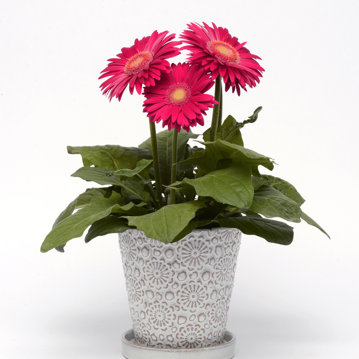 GERBERA – Image 3
