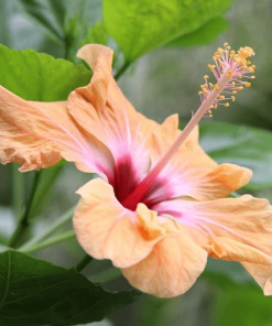 HIBISCUS