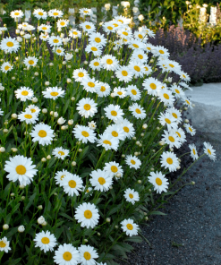 CHRYSANTHEMUM SUPERBUM ‘BECKY’