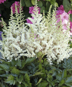 ASTILBE CHINENSIS ‘VISION IN WHITE’