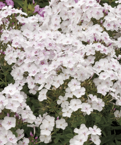 PHLOX PANICULATA GARDEN GIRLS ‘PARTY GIRL’