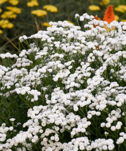 ACHILLEA ‘PETER COTTONTAIL’