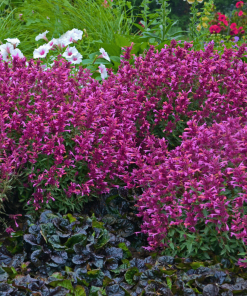 AGASTACHE ‘ROSIE POSIE’