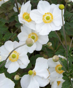 ANEMONE ‘HONORINE JOBERT’