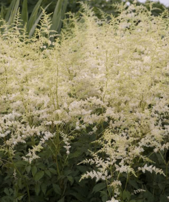 ASTILBE ARENDSII ‘BRIDAL VEIL’